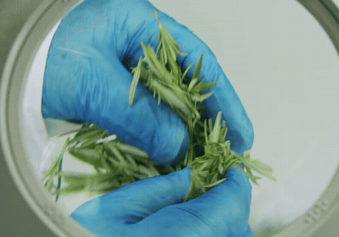 Rosemary